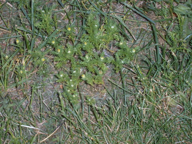 neat stuff you can grow in your lawn chamomile in grass.JPG